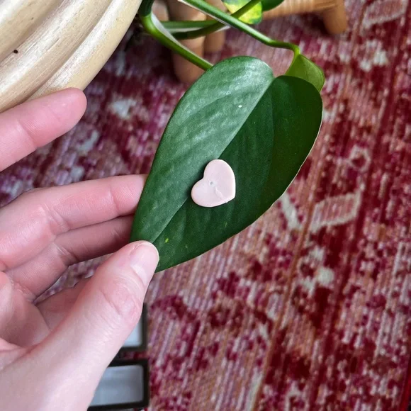 I Love Lucy PHB Trinket box - Picture 6 of 6